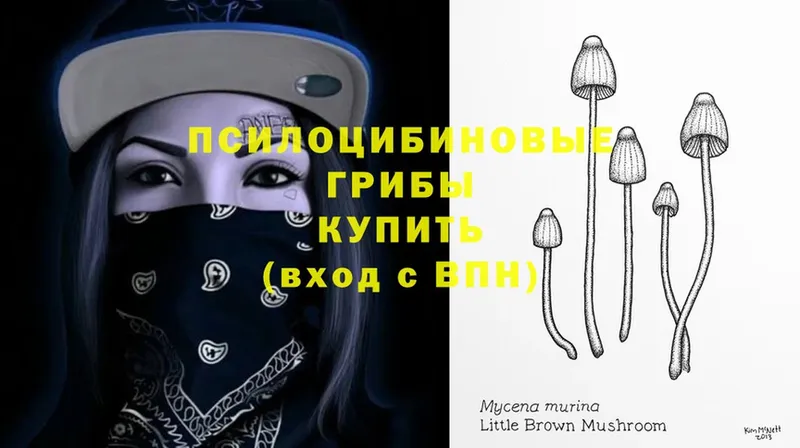 Псилоцибиновые грибы Psilocybine cubensis  Борисоглебск 